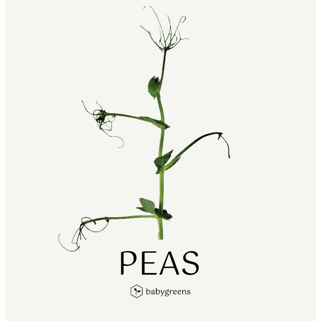 

[BABYGREENS] Pea Microgreens - 30 gr