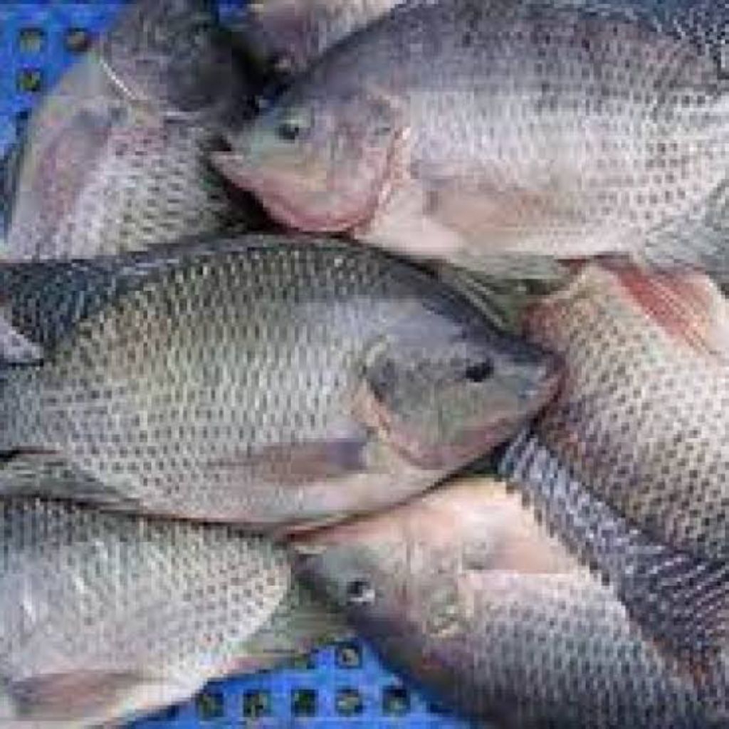 

Ikan Nila / Mujaer 1 kg Fresh (Ikan Segar)