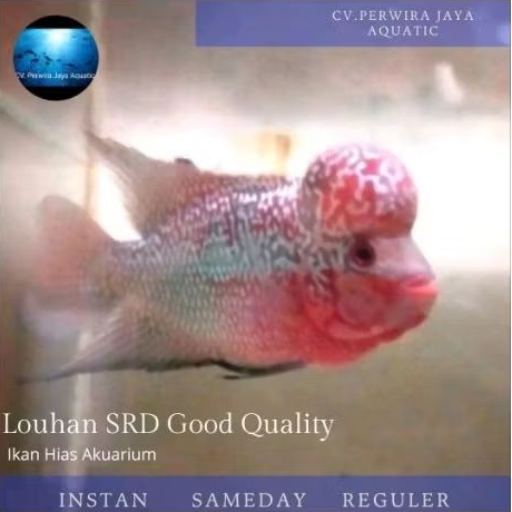 Louhan Super Red Dragon Ori Good Quality Hiasan Aquarium
