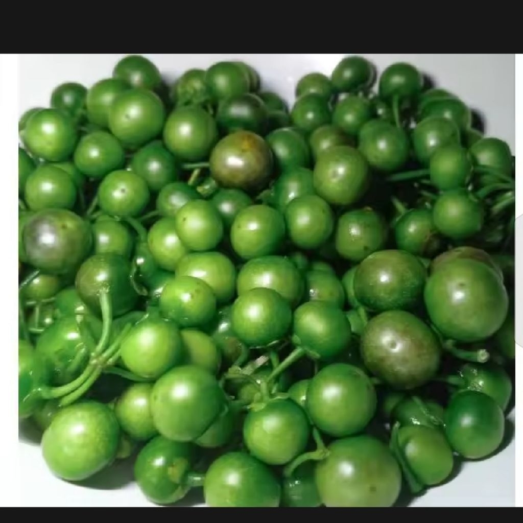 

BUAH LENCA SEGAR sayur