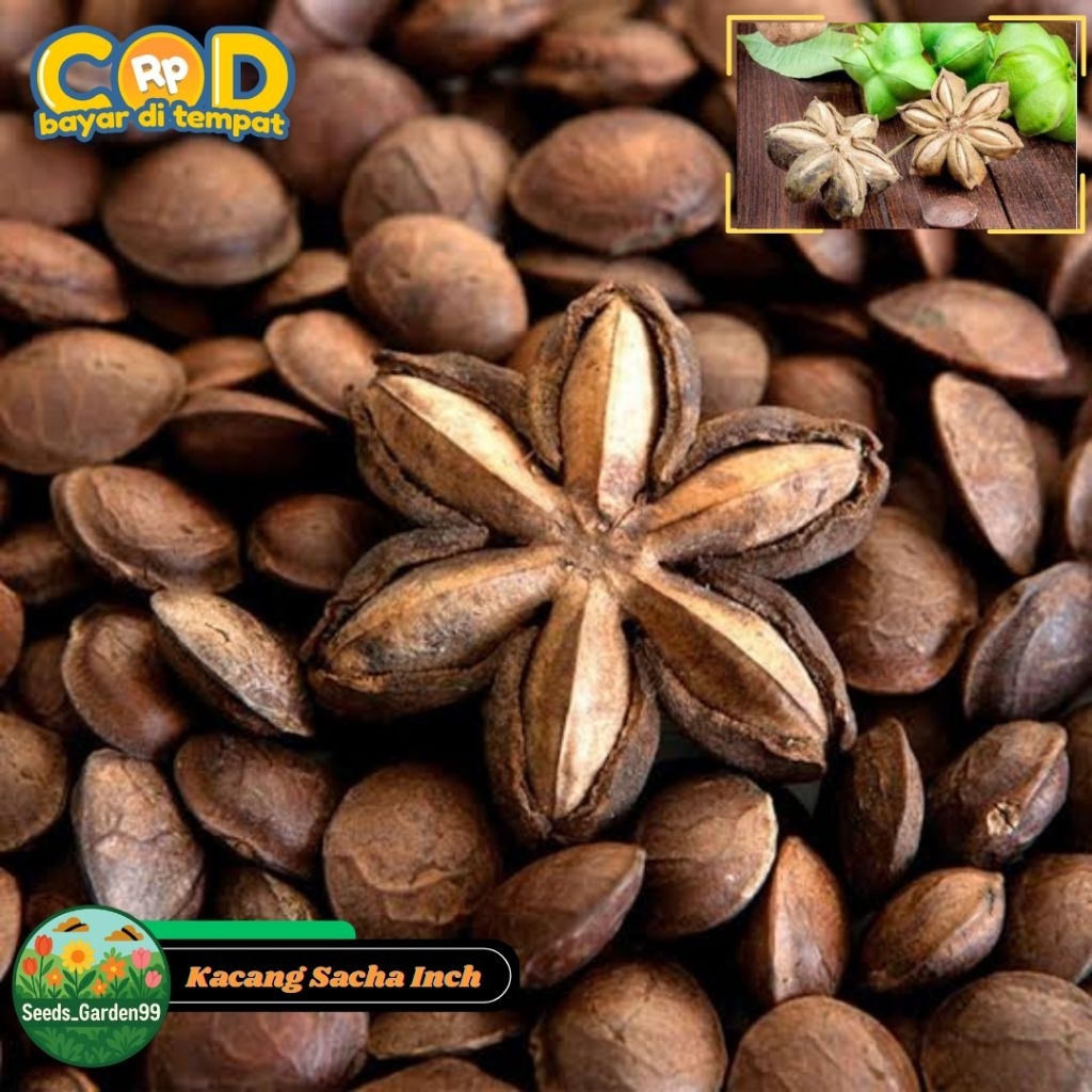 [TERMURAH] BIJI/BENIH TANAMAN KACANG SACHA INCHI