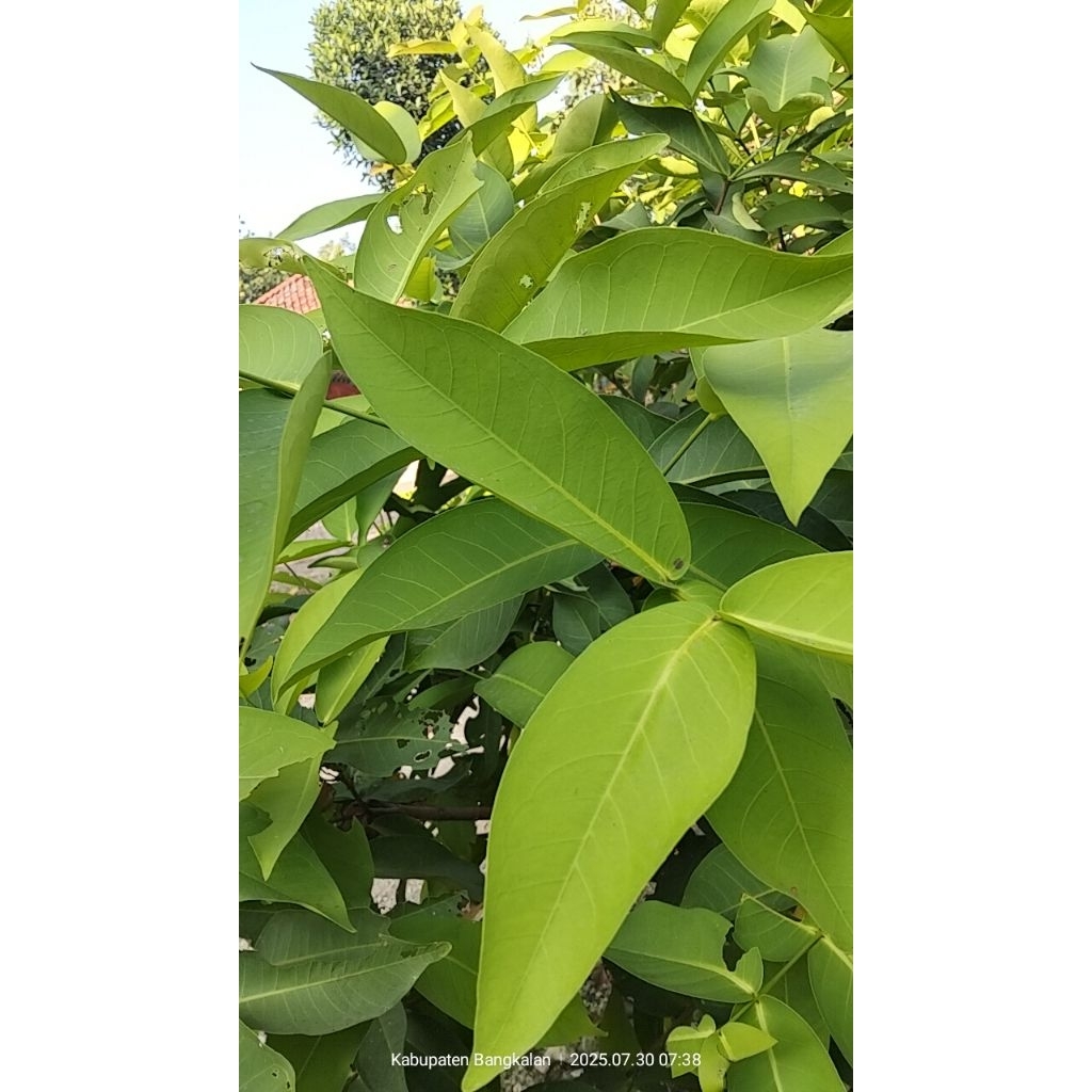 

DAUN JAMBU AIR MERAH SEGAR PETIK SAAT ORDER