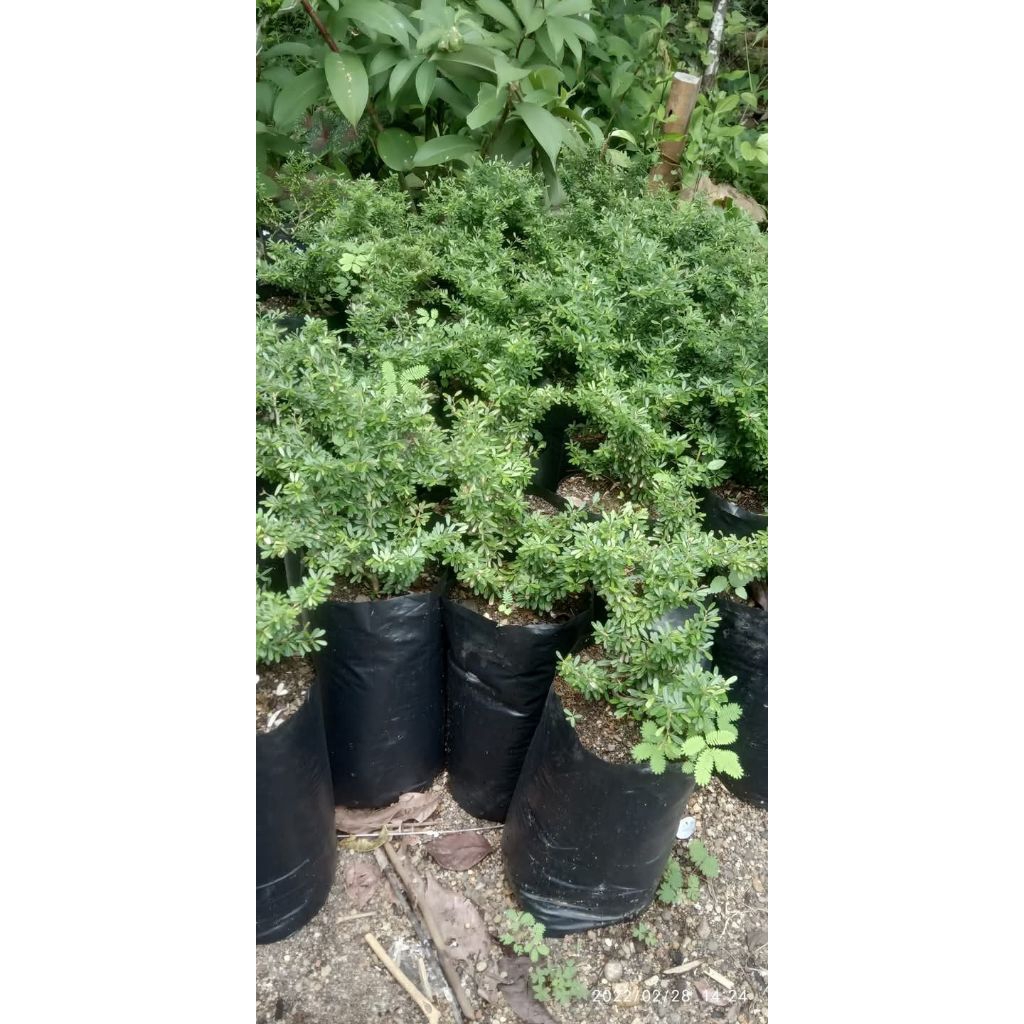 Saeng simbur micro vietnam bunga ungu