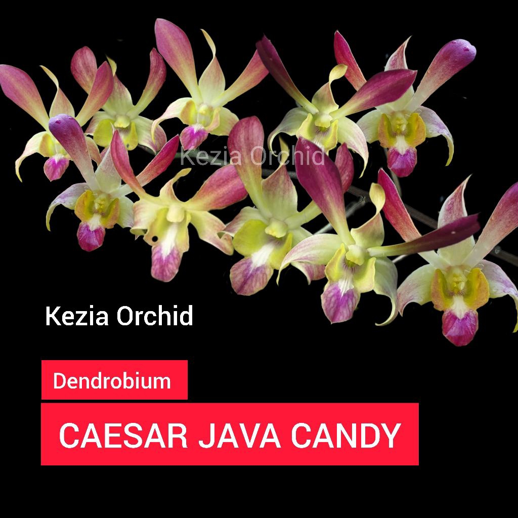 Koleksi Anggrek Dendrobium Caesar: Caesar JAVA CANDY; Caesar Yellow, Caesar White, Caesar Warawan