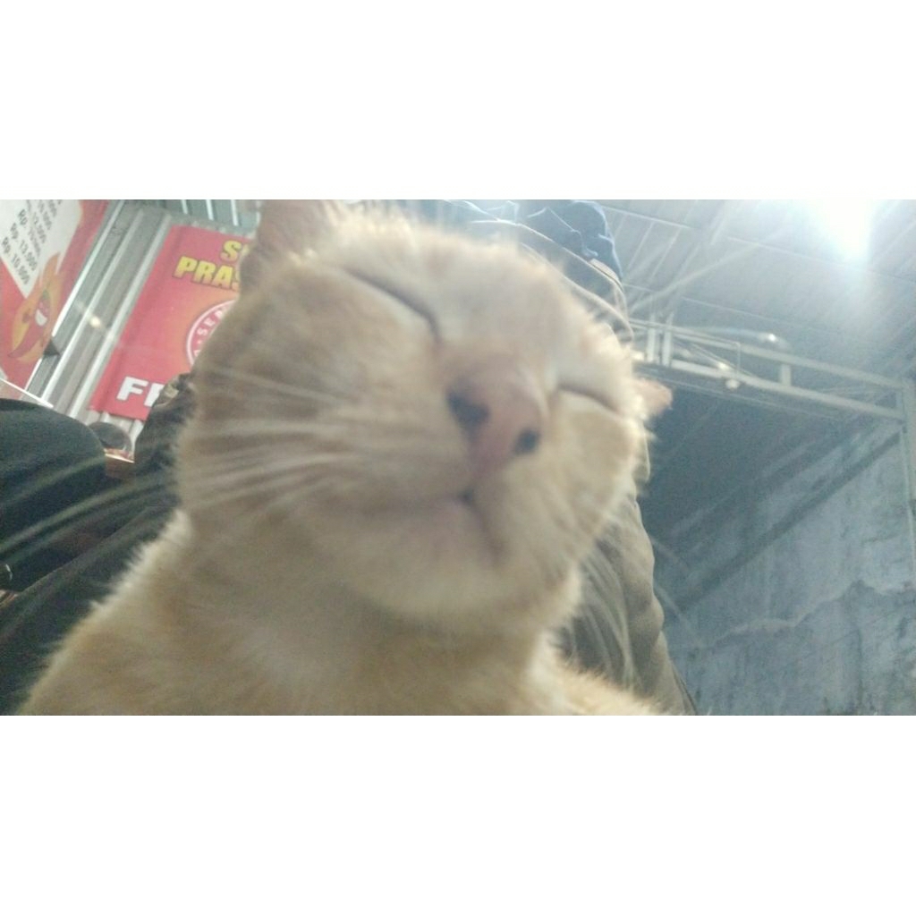 ROK OSIS SMK PRELOVED