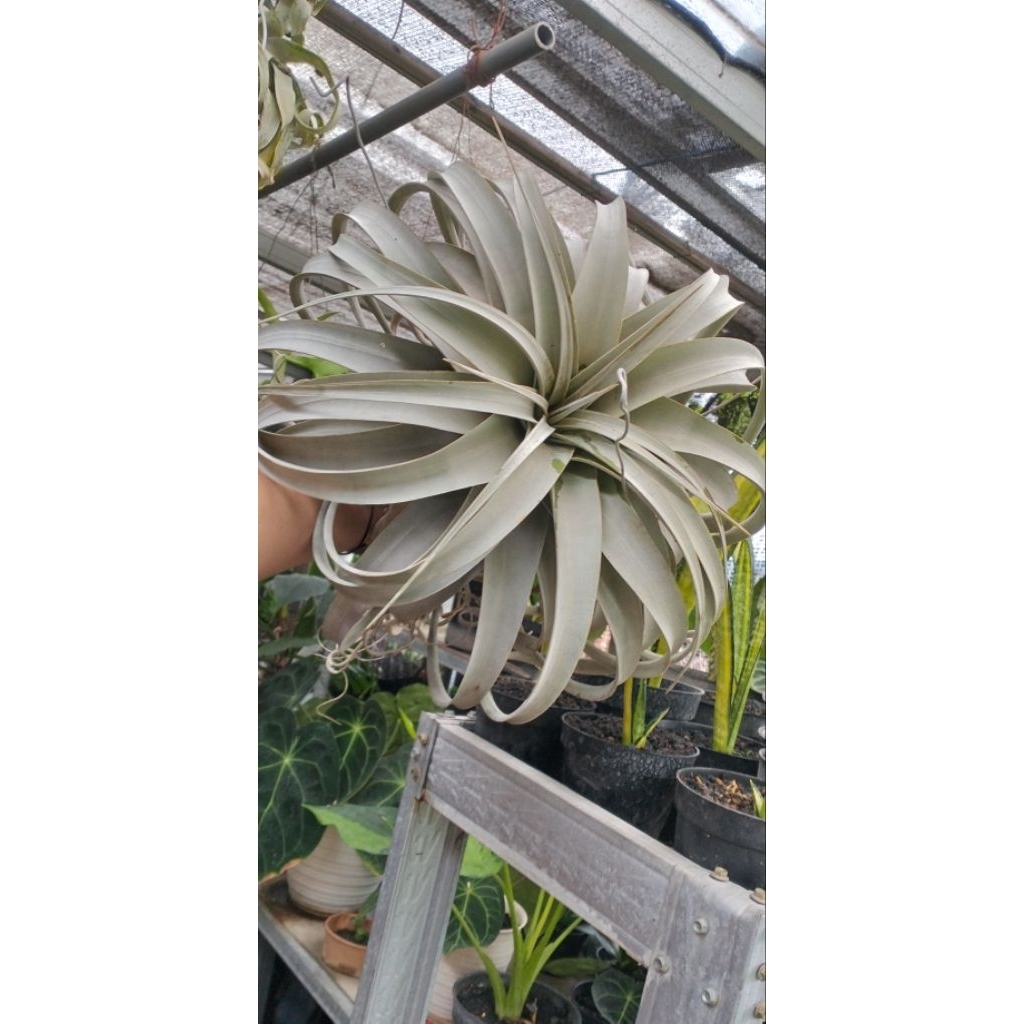 Tillandsia Xerographica