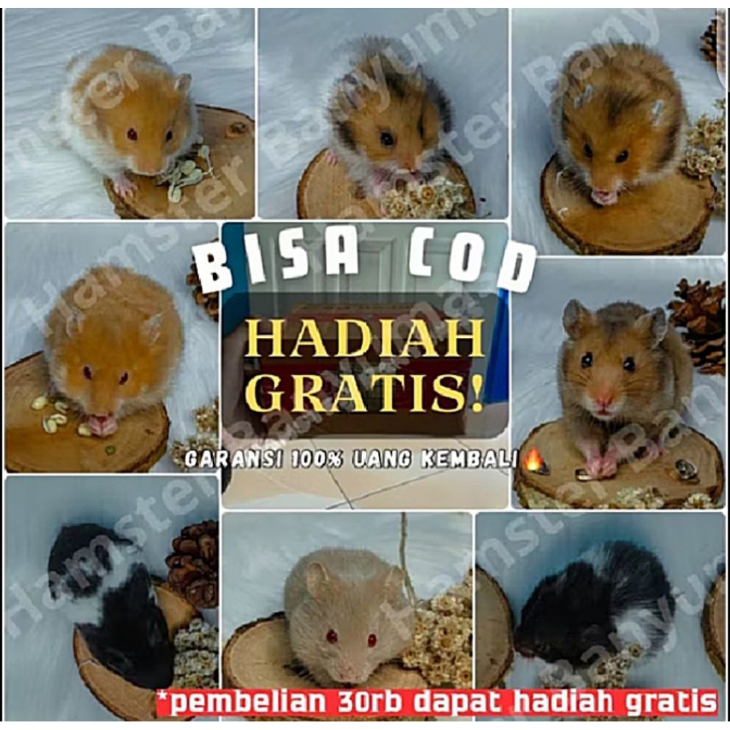 

packinh kardus+semua jenis (pulau jawa)