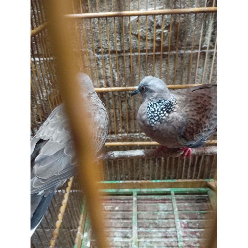 tekukur bahan pilihan sepasang