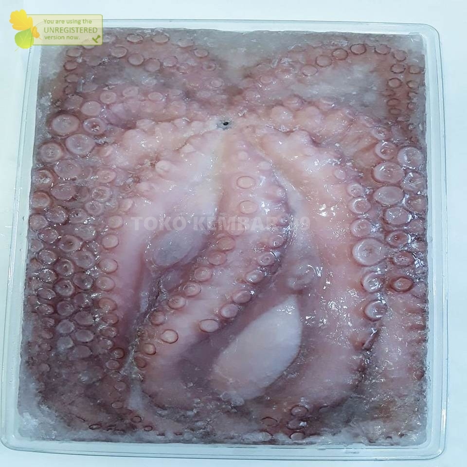 

Gurita Octopus Segar Ukuran Besar 1Kg