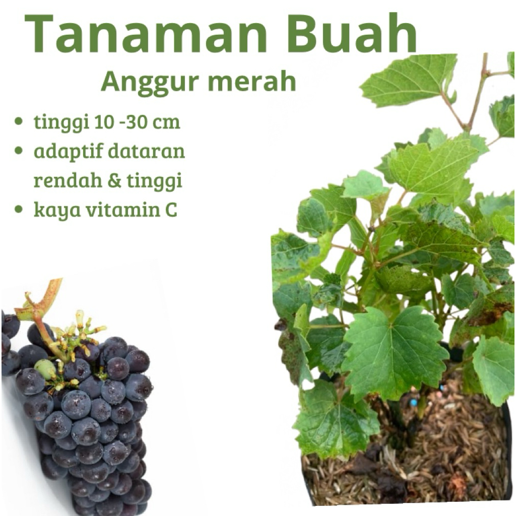 Bibit Tanaman Buah Anggur Merah - BIBIT ANGGUR MERAH MANIS  - Bibit Tanaman Anggur Merah Siap Tanam