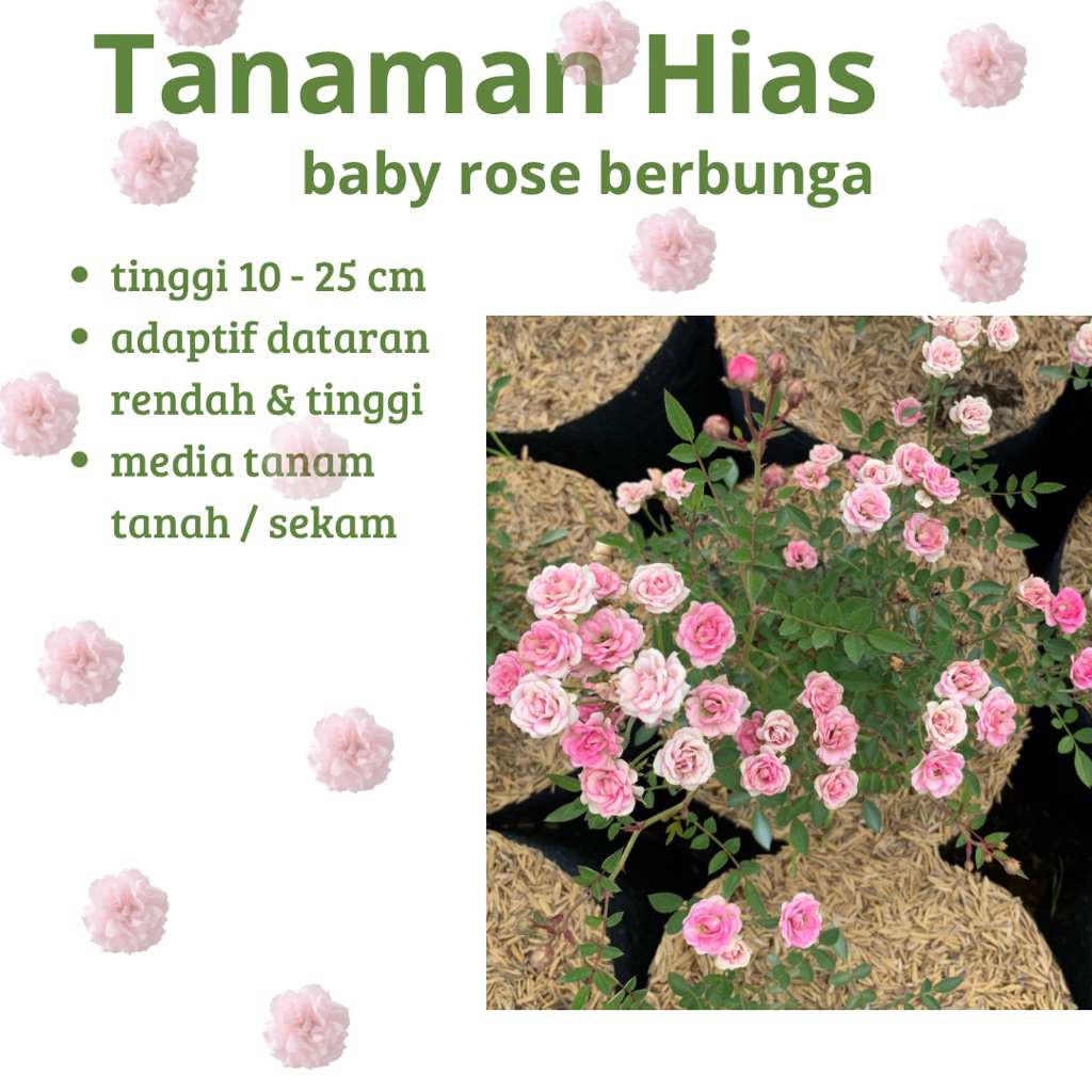 Bibit Baby Rose Berbunga - Tanaman Hias Bunga Mawar Mini Cantik