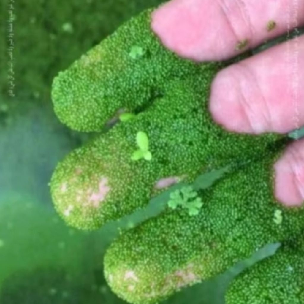 Wolfia -Tanaman Apung Mikro, Pakan ikan alami, Starter