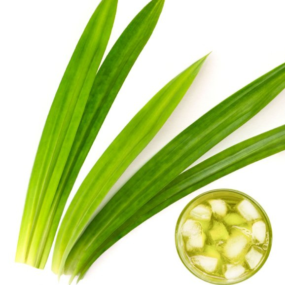 

Daun Pandan Segar Fresh 1 Iket (10-15 Lembar Daun) Dipetik Saat Ada Pesanan Masuk