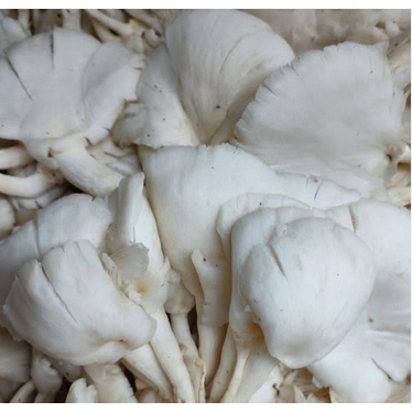 

Jamur tiram 500gr - 1Kg | Jbp_Fresh