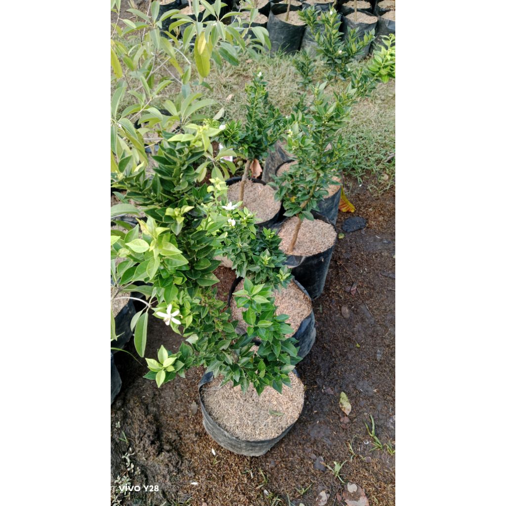 

Bibit Jeruk Brazil Berbuah Siap tanam