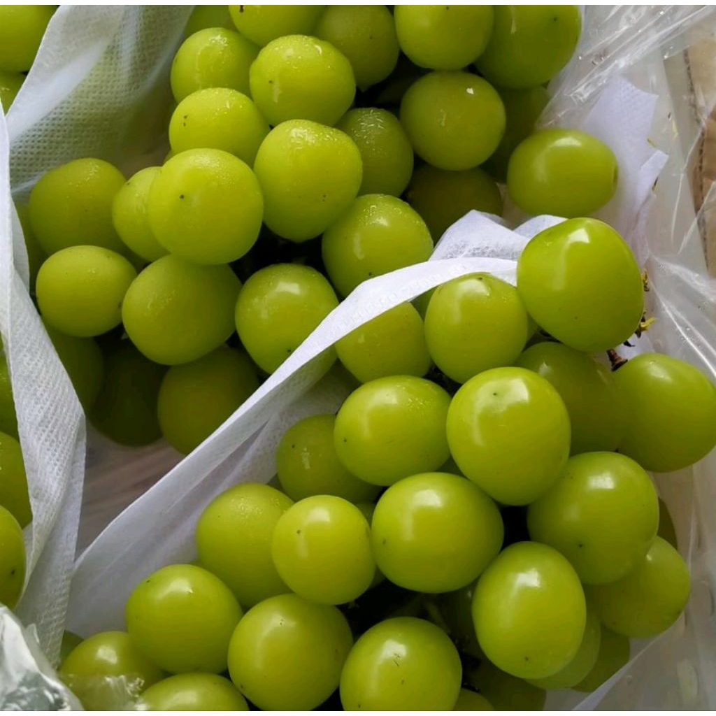

Anggur Hijau Non Biji 500 gram
