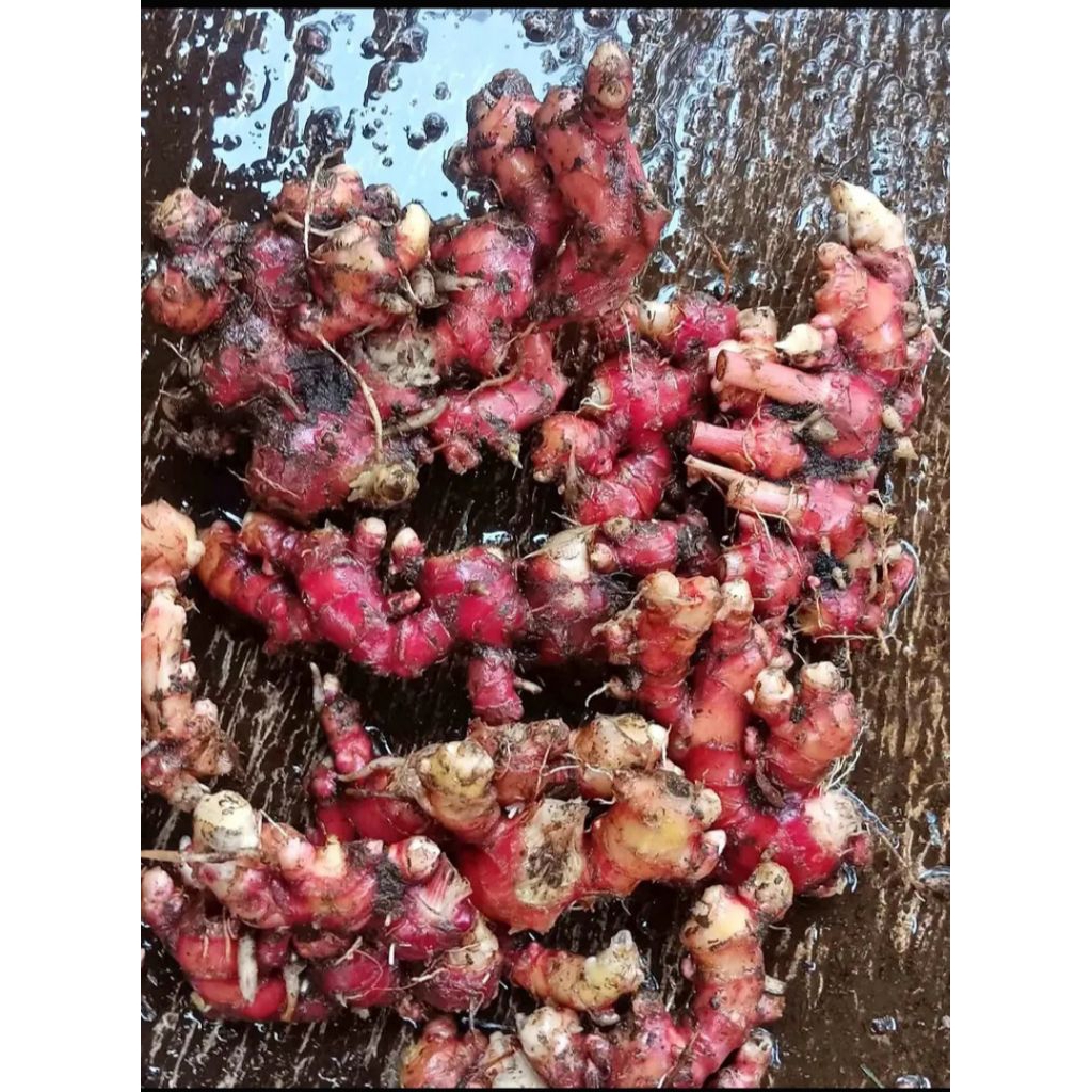 

Jahe merah atau jamer segar dan fres di cuci bersih 250grm