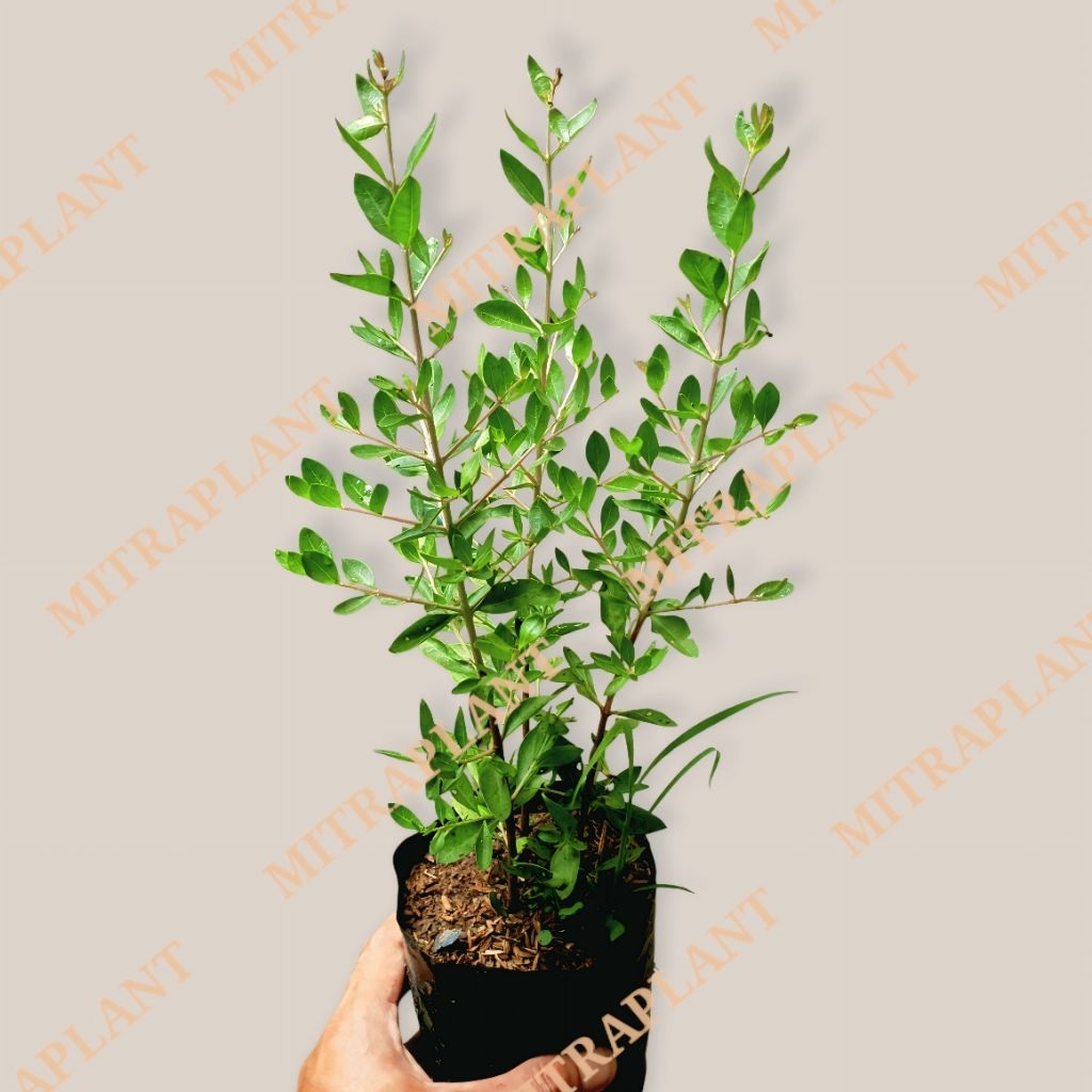 Bibit Pohon Pacar Arab - Tanaman Daun Pacar Kuku - Pohon Henna Kutek Alami