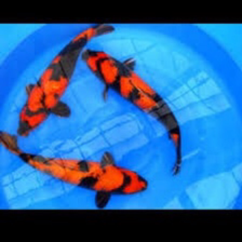 koi hi utsuri size 30-33cm