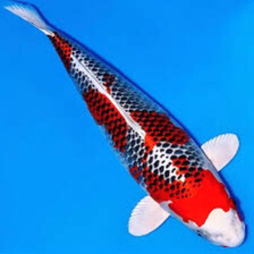 ikan koi kujaku size 30-32