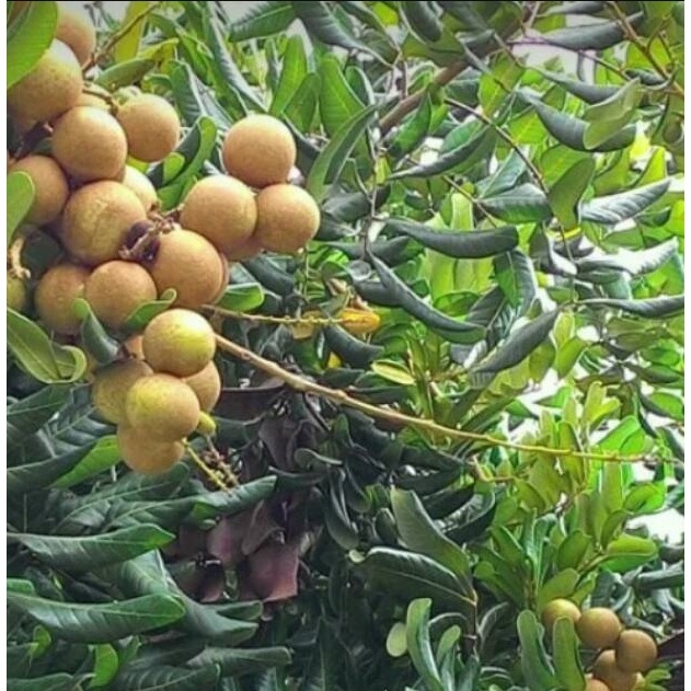 entres / pucuk tunas kelengkeng pingpong