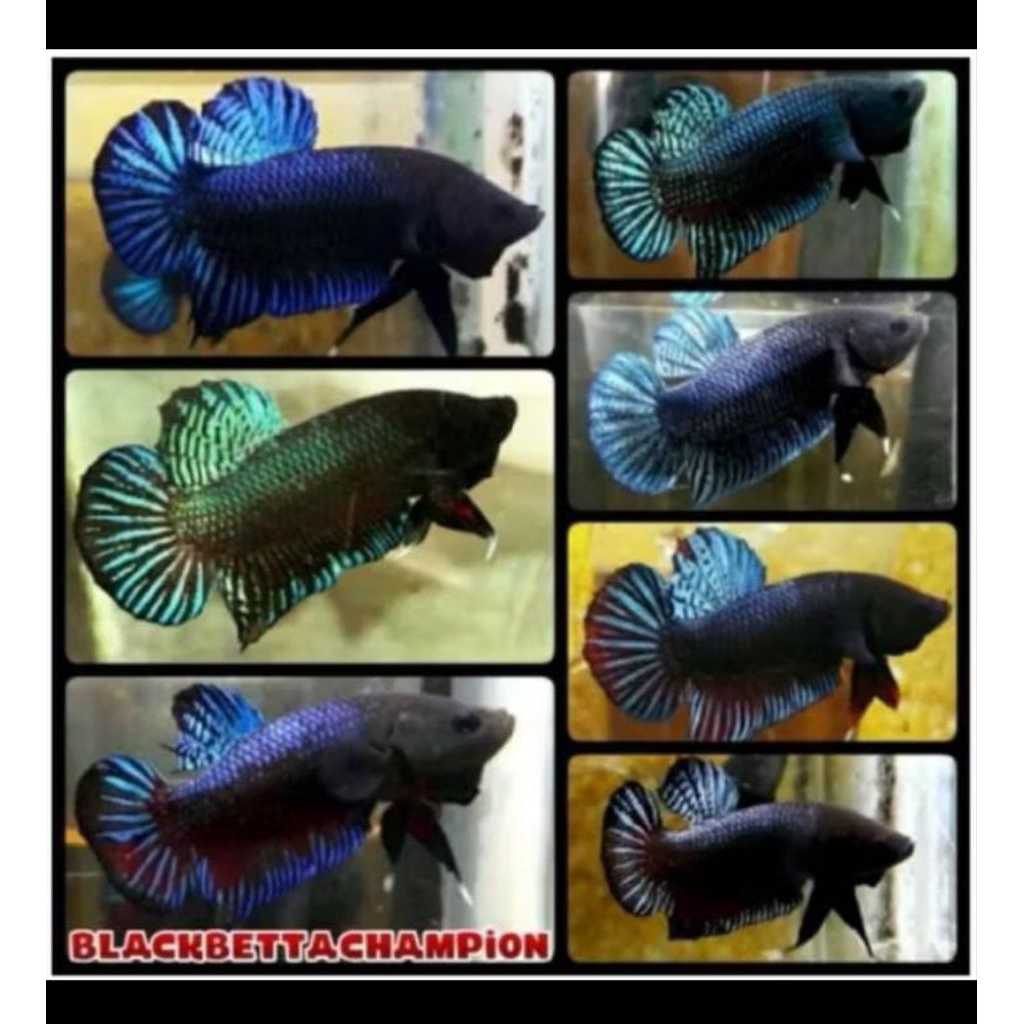 ikan cupang siap ternak satu pasang