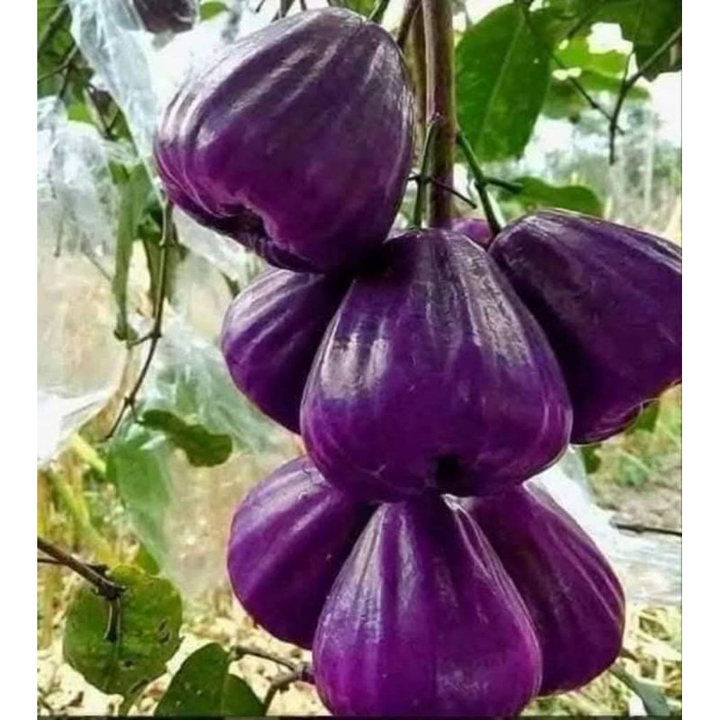 bibit jambu air ungu siap berbuah