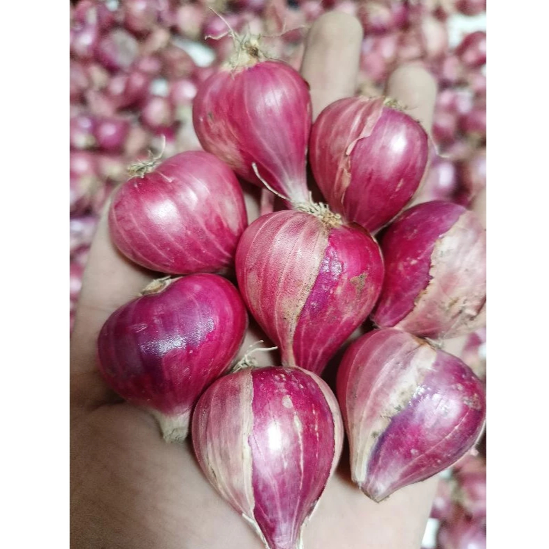 

Bawang Merah Brebes Asli - Segar & Harum - Kualitas Super 1 Kg