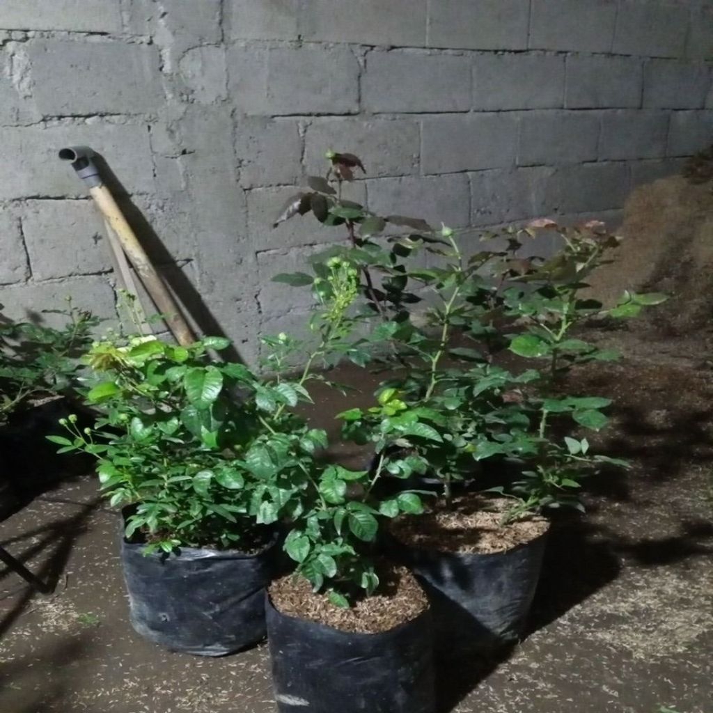 Harga Rimbu Terbaru Feb 2026 | BigGo Indonesia