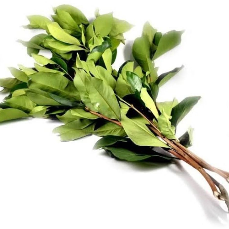

Daun Salam / Indonesia Bay Leaf Bumbu Masakan (Rempah Segar)