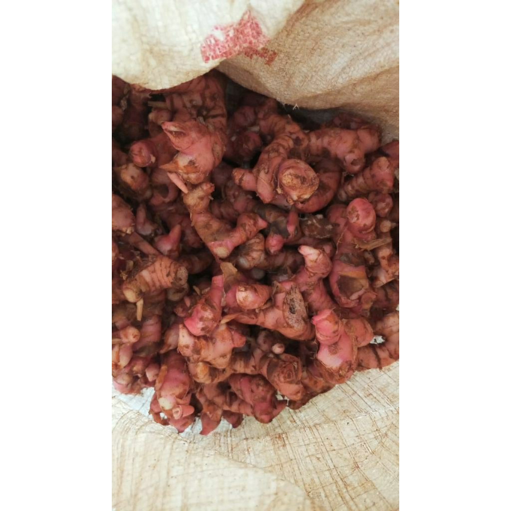 

laos laja lengkuas 1kg jenis lilin dan jenis merah