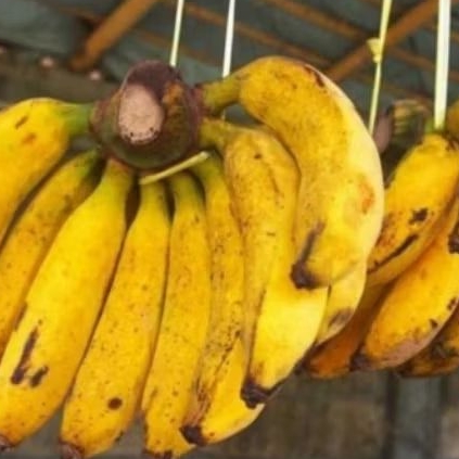

pisang Raja 1 sisir