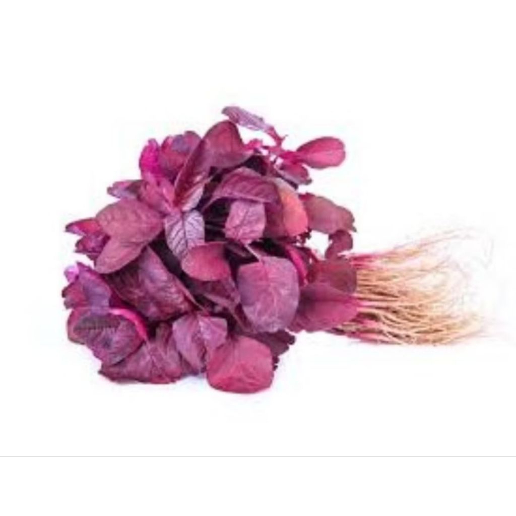 

ANEKA SAYUR HARGA PER IKAT