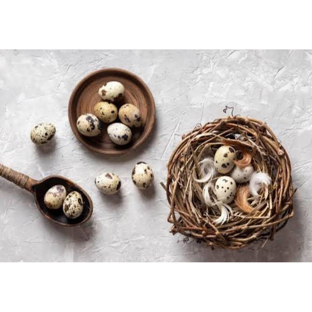 

bibit unggul telur burung puyuh fertil untuk ditetaskan