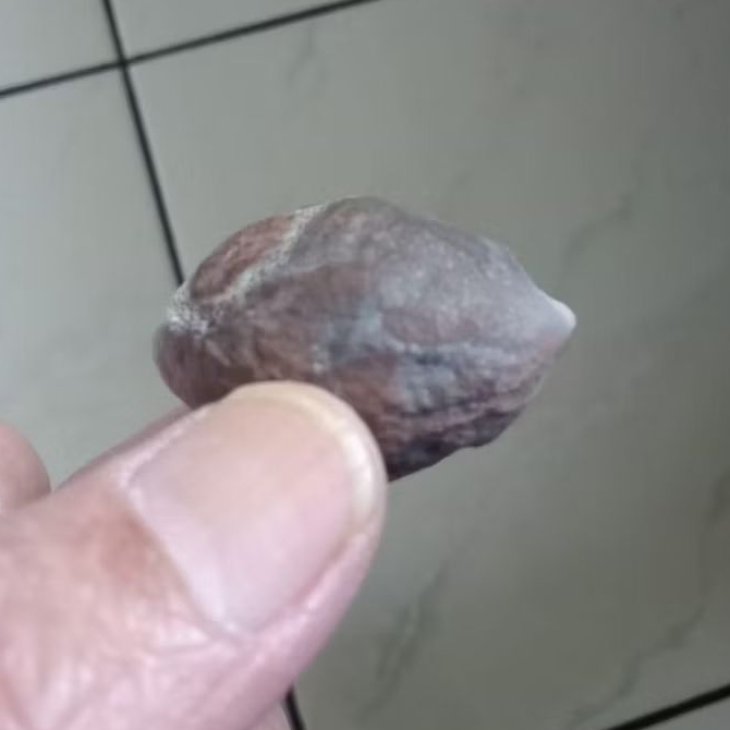 Kemiri Muncang Adu LK Ori Pasangan Ngapsul