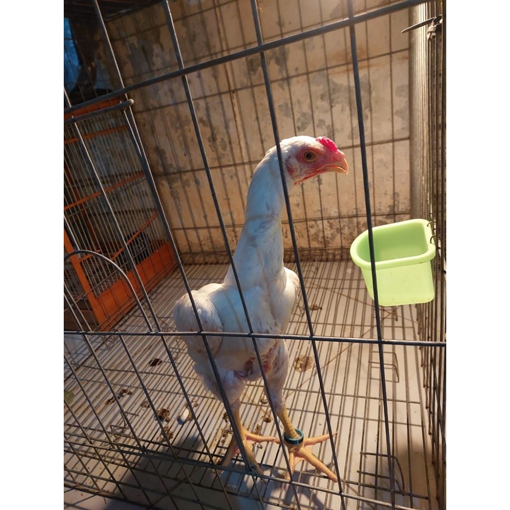 anakan shamo eropa usia 2 bulan