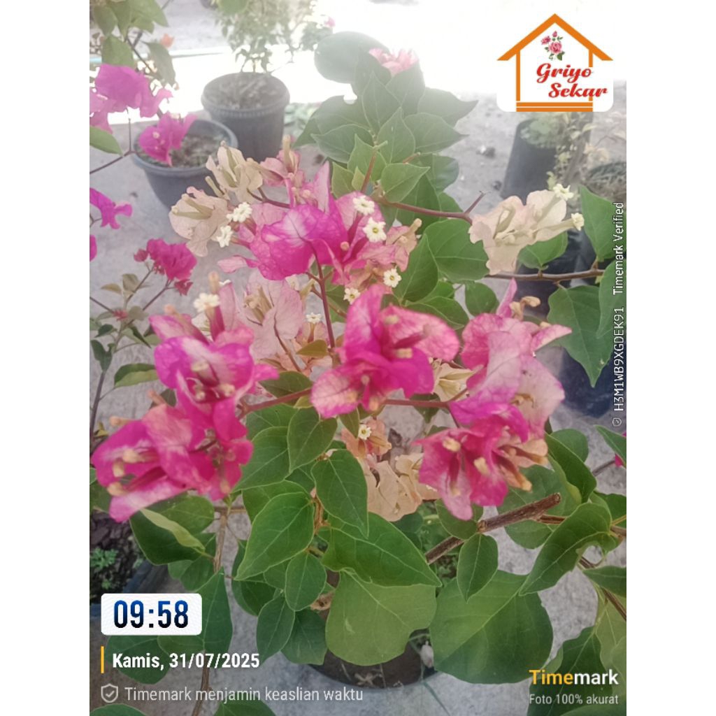 Bugenvil Citra India