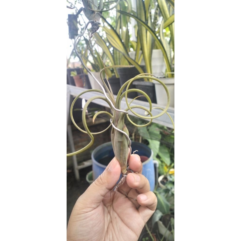 tillandsia intermedia