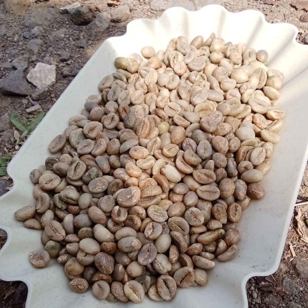 

Grosir Greenbean Robusta Temanggung 5 KG Grade 1 Premium Biji Kopi