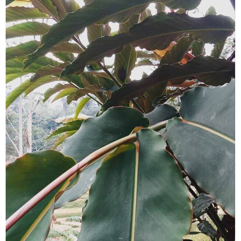 

Daun kecombrang merah honje merah per 17 lembar-az