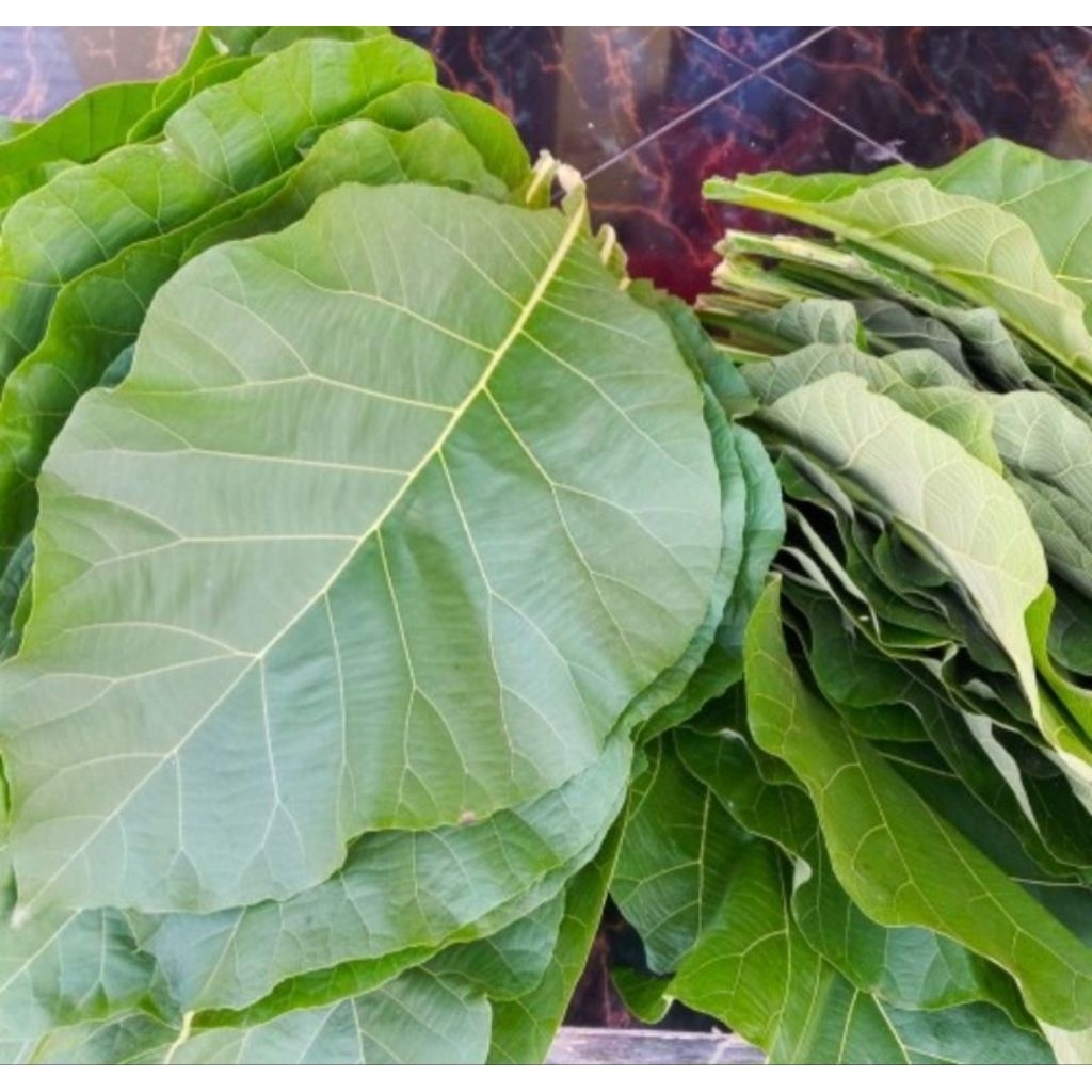 

Daun jati segar 500 gram langsung petik-az