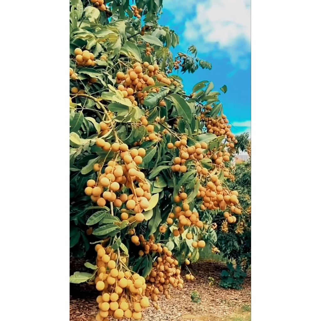 

nota live klengkeng segala jenis