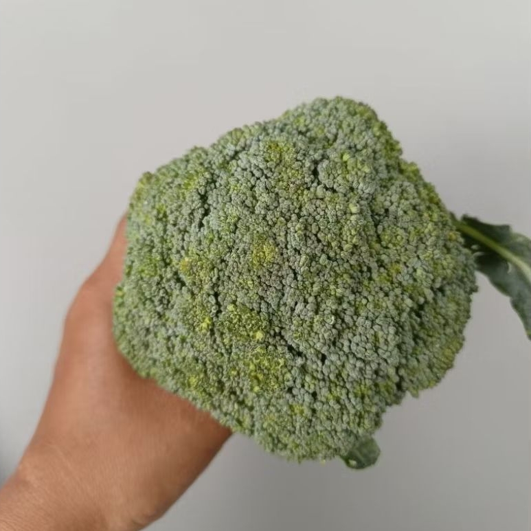 

sayur segar brokoli 1 kg