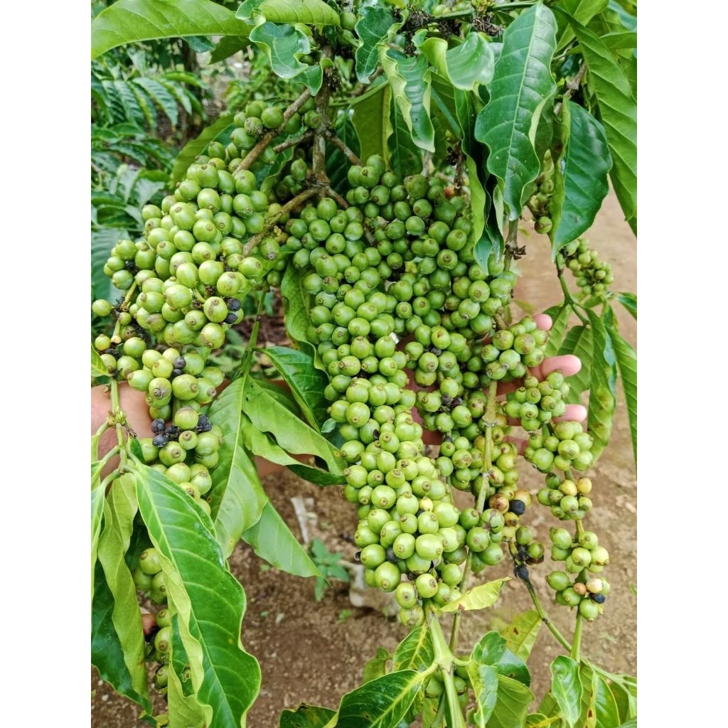 Entres kopi klon bagio harga per ranting