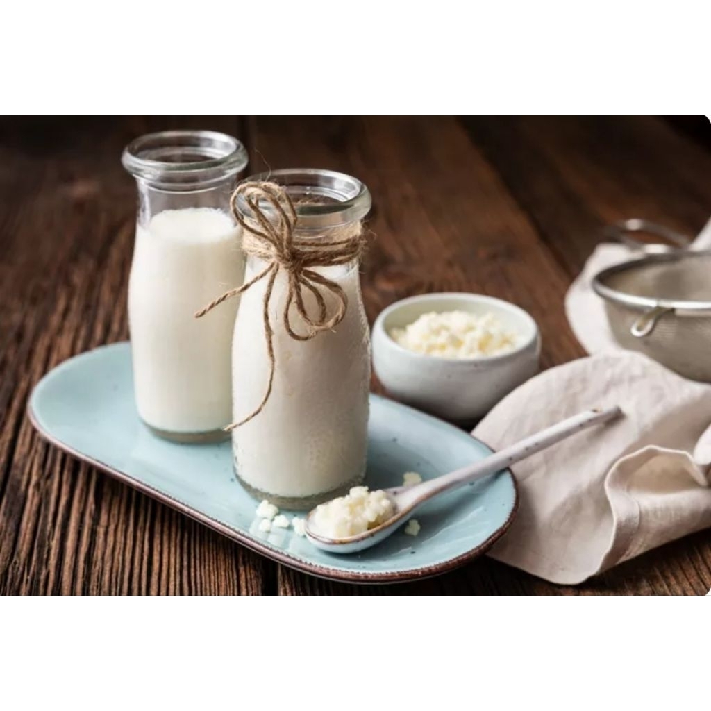 

Premium quality original Kefir grains, Kefir bibit