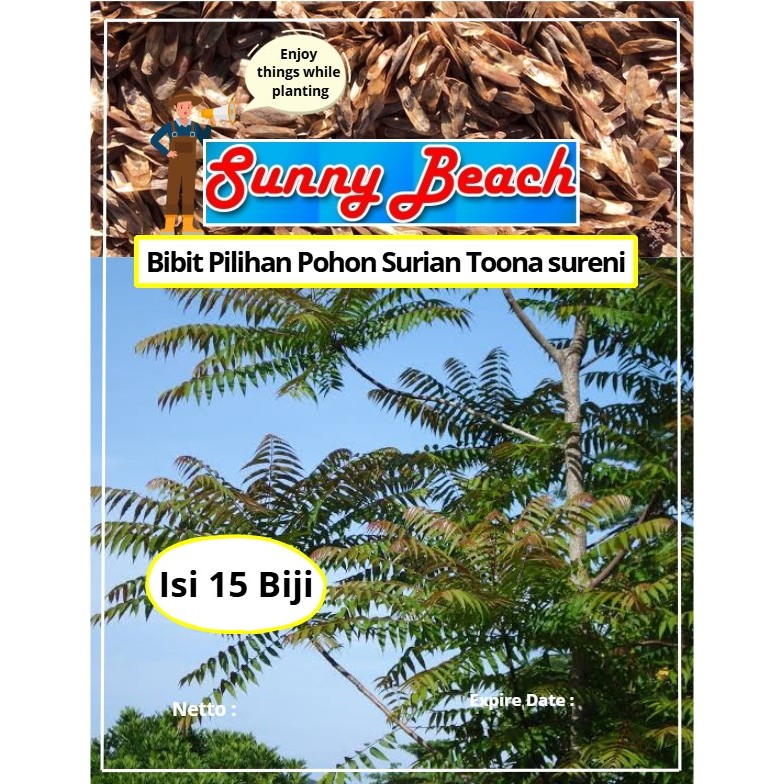 Bibit Pilihan Pohon Surian Toona Sureni | Biji Benih Pohon Suren | Pohon Suren