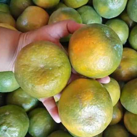 

buah jeruk manis(500gr dan 1000gr )jaminan segar , manis dan juice