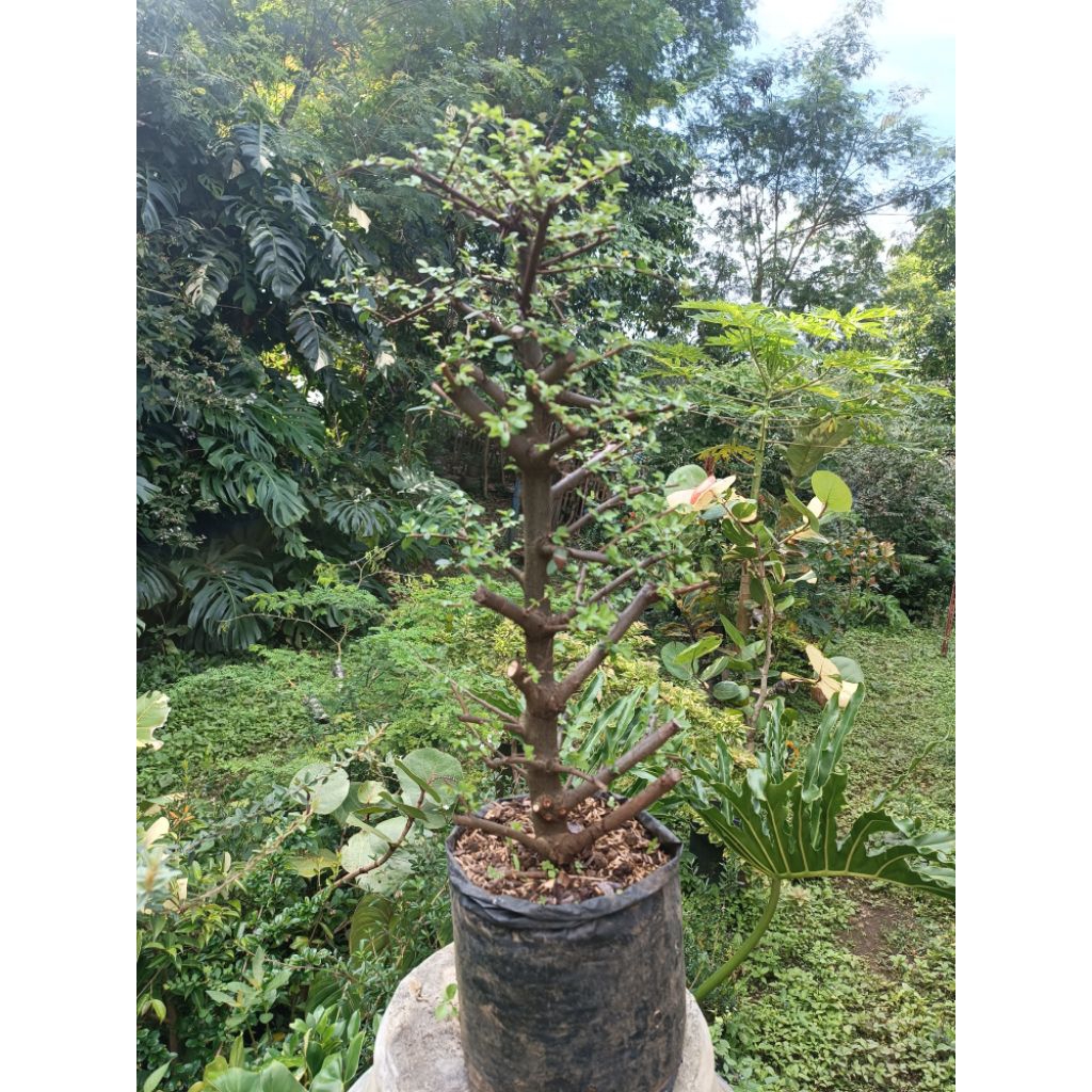 Bahan Bonsai Ulmus