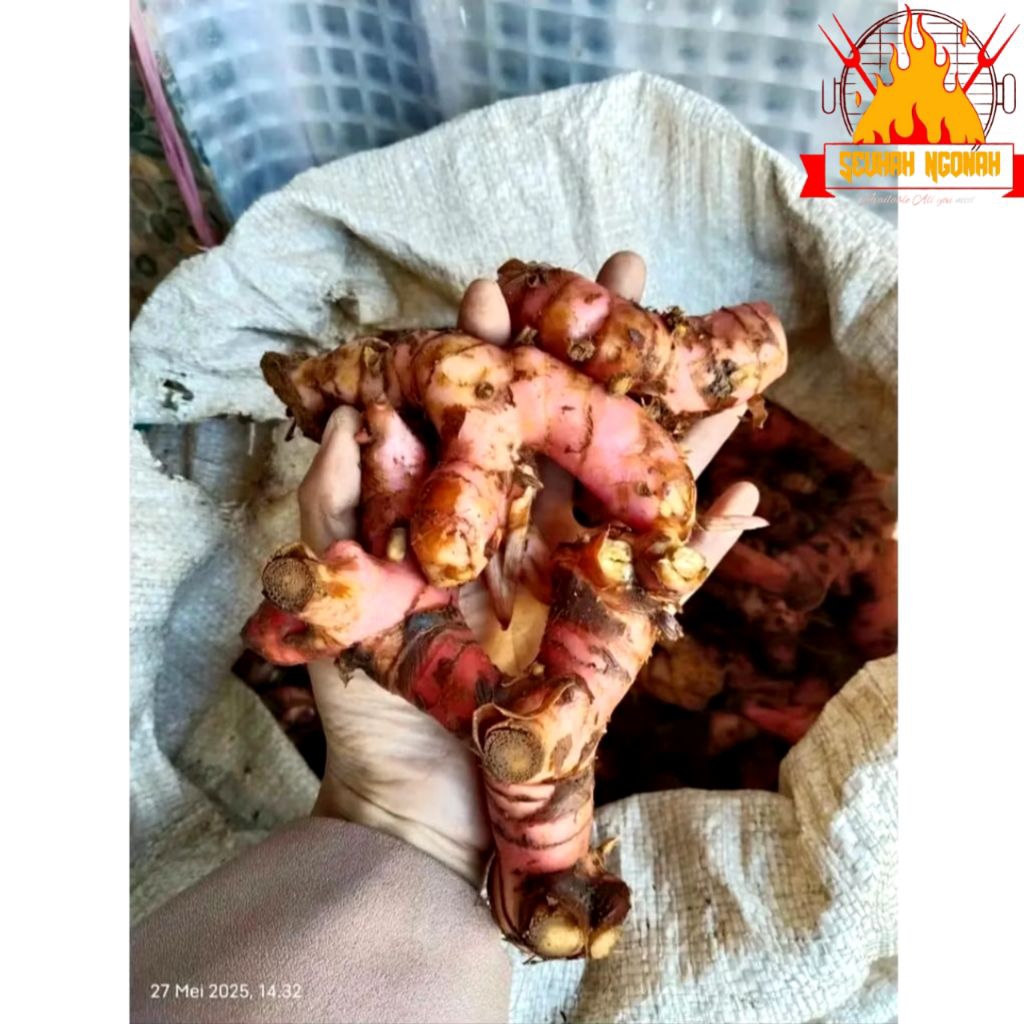 

Lengkuas merah segar 1kg laja laos fresh berkualitas