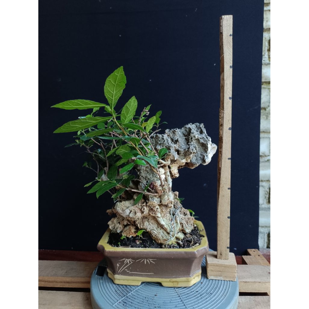 Bonsai Serut on the rock